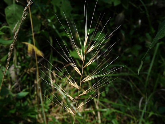 {Elymus hystrix var. hystrix}